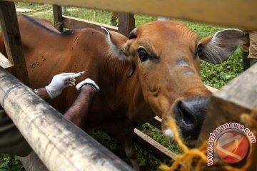 Distan targetkan 1.700 sapi divaksin cegah jembrana