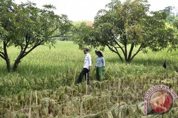 Presiden luncurkan sinergi aksi ekonomi rakyat di Brebes