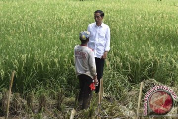 Presiden Jokowi dialog bawang dengan petani Brebes