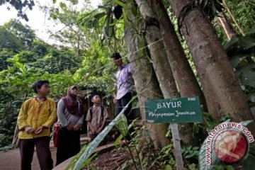 PT Timah dan UBB teliti tanaman endemik Babel