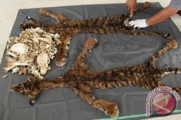 Polisi telusuri kasus perdagangan kulit harimau
