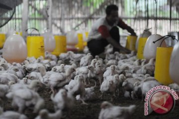 Flu burung mewabah, Jepang musnahkan 230.000 unggas