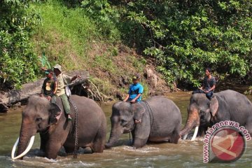 Puluhan gajah obrak-abrik kebun warga Pidie