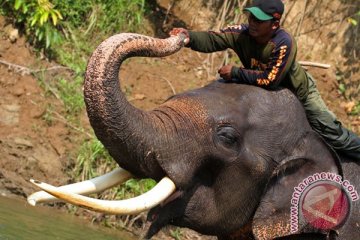 Singapura hancurkan gading gajah ilegal