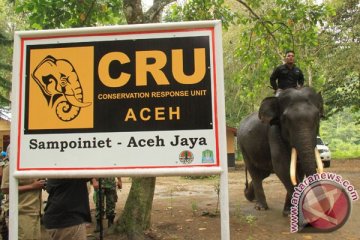 Aceh gunakan gajah untuk atasi gangguan gajah liar
