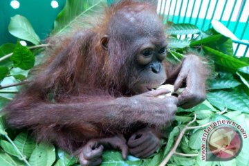 Orangutan datangi masyarakat Ringin Inhu Riau