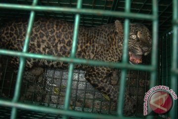 Seekor macan dahan diselamatkan saat terjepit pohon di Solok