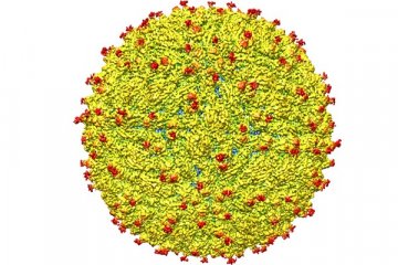 Singapura akui terpapar virus Zika