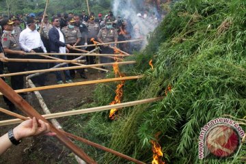 Polres Mandailing Natal kembali temukan ladang ganja