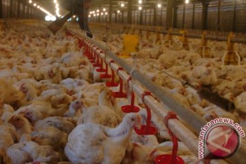 Kementan kenalkan varietas ayam lokal pedaging unggul