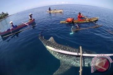 Kawanan hiu paus juga muncul di Pulau Saronde