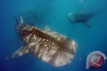Separuh spesies hiu dan pari Mediterania "berisiko punah"