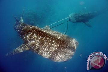 Bermain Dengan Hiu Paus