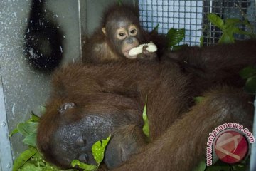 Sambut Hari Bumi, Kalteng lepas liarkan 12 orangutan