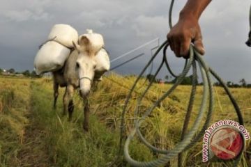 KUDA PENGANGKUT HASIL PANEN