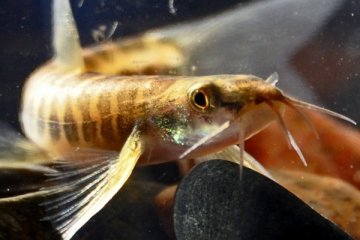 Peneliti berhasil pijahkan ikan uceng secara buatan