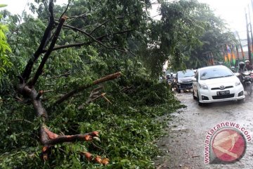 Pengendara motor tertimpa pohon tumbang di Kalimalang