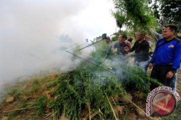 Pemusnahan Ladang Ganja Aceh