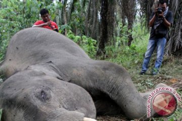 Seekor gajah ditemukan mati di Aceh Besar dengan penuh luka