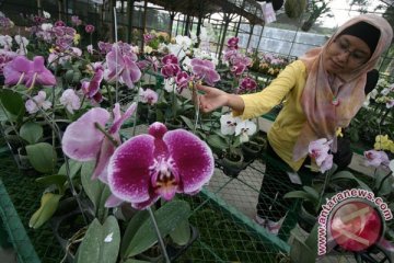 Festival Anggrek Vanda Tricolor digelar di Sleman