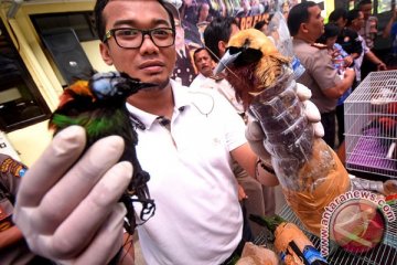 Burung Cenderawasih dilarang dijadikan suvenir