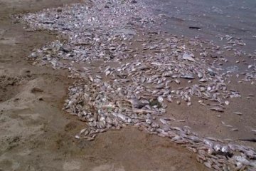 Ribuan ton ikan mati di pantai Jepang utara