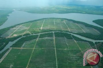 1.530 hektare lahan sawit rakyat Kotawaringin Barat bakal diremajakan