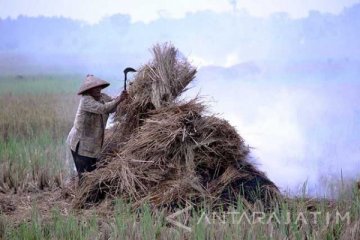 Agro Techno Park Polewali Mandar olah jerami jadi kertas