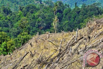 Polisi hancurkan gubuk pembalak liar hutan konservasi Kerumutan