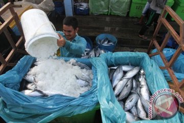 Nelayan Torosiaje pasarkan ikan secara online