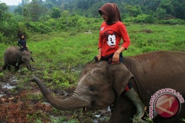 Konflik Gajah di Riau akibat kerusakan parah lanskap Tesso Nilo
