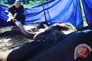 11 dokter autopsi bangkai gajah Kebun Binatang Bandung