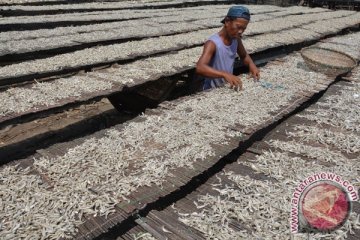 Produksi teri Pulau Pasaran belum pulih