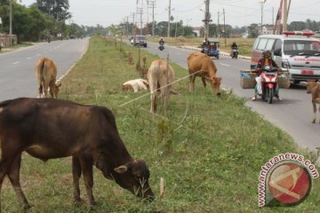 Hewan Ternak Di Tengah Jalan Raya