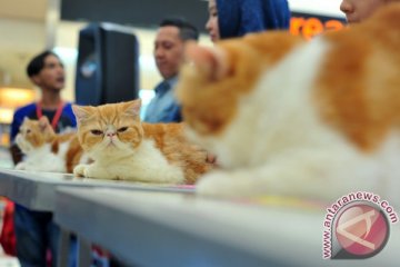 Kontes kucing Palembang