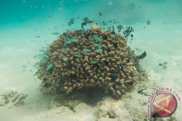 Snorkling di Pulau Tikus jadi favorit wisatawan