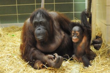 Orangutan betina tertua kedua di dunia mati di Illinois