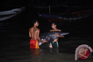 Kondisinya luka, seekor lumba-lumba terdampar di Pantai Serang-Blitar