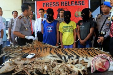 Polda Jambi sita dua kulit harimau sumatera