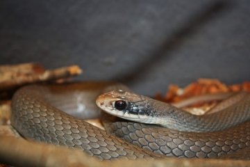 Gigitan ular tewaskan 125.000 orang setiap tahun