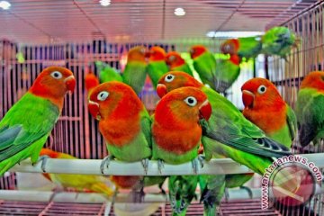 Balai karantina musnahkan 19 burung asal Tiongkok