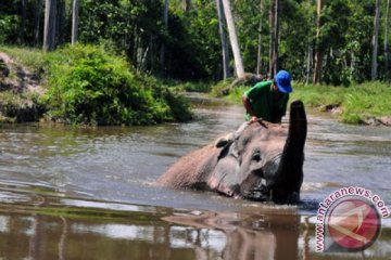 Petani Aceh Utara resah gangguan gajah liar