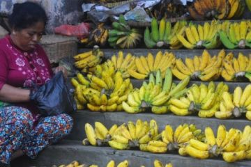 PEDAGANG PISANG