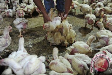 Iran musnahkan ratusan ribu unggas karena flu burung