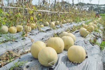 Melon di Hokkaido dilelang senilai Rp655 juta