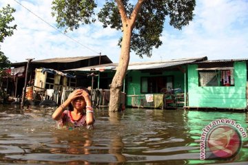 Banjir rob tenggelamkam ratusan tambak di Belawan