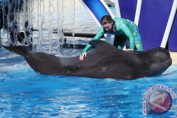 Bubbles, paus pilot tertua di SeaWorld San Diego mati