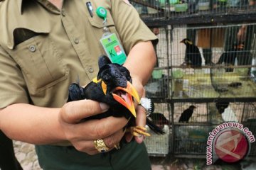 Pengiriman ratusan burung ke Sulawesi digagalkan
