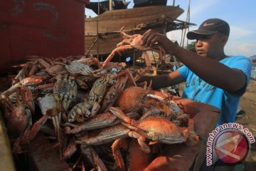 KKP berhasil benihkan komoditas rajungan secara massal