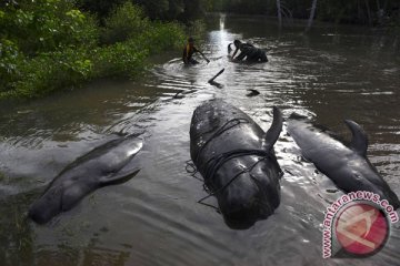 Sampah plastik penuhi perut paus mati di Thailand